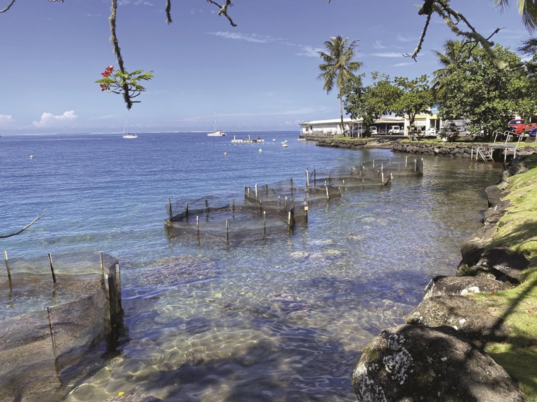 Enclos d'élevage d'holothuries juvéniles. Crédit photo : Thibault Segalard. Enclos d'élevage d'holothuries juvéniles. Crédit photo : Thibault Segalard.