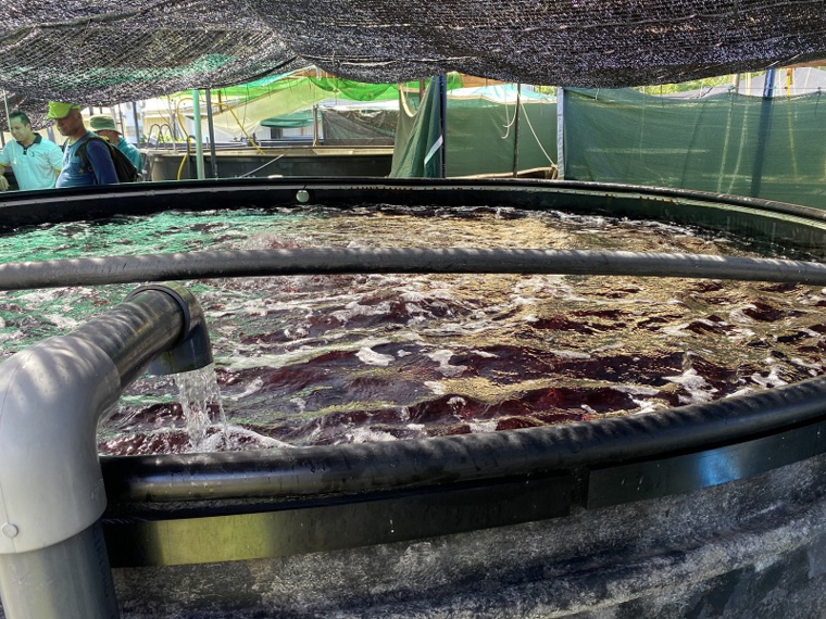 Bac à essais de culture d'algues rimu. Crédit photo : Thibault Segalard. Bac à essais de culture d'algues rimu. Crédit photo : Thibault Segalard.