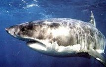 Afrique du Sud: attirer des requins ou l'emploi, il faut choisir Afrique du Sud: attirer des requins ou l'emploi, il faut choisir