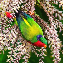 Crédit : Heiarii Tuihani Tuihei. Crédit : Heiarii Tuihani Tuihei.