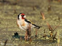 Un trafiquant d'oiseaux protégés sur internet confondu en Eure-et-Loir