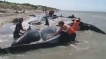 Echouage de baleines en Nouvelle-Zélande: mort de 36 cétacés, 21 sauvés