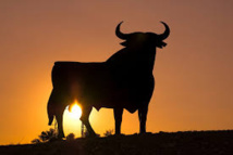 Autriche : un taureau évite la castration en blessant le vétérinaire Autriche : un taureau évite la castration en blessant le vétérinaire