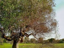 La menace de la bactérie Xylella Fastidiosa tueuse d'oliviers plane sur la Corse La menace de la bactérie Xylella Fastidiosa tueuse d'oliviers plane sur la Corse