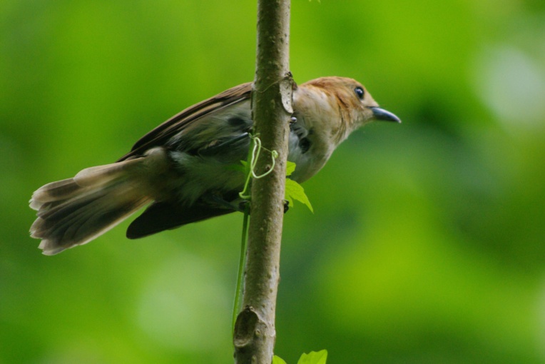 Madame Tifo reste fidèle à son monarque malgré ses faibles talents d'architecte Madame Tifo reste fidèle à son monarque malgré ses faibles talents d'architecte