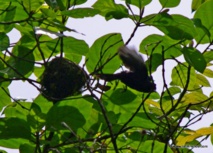 Tifo (et oui il est tout noir maintenant) s'envole de son nid penché. Va-t-il l'abandonner ? Tifo (et oui il est tout noir maintenant) s'envole de son nid penché. Va-t-il l'abandonner ?