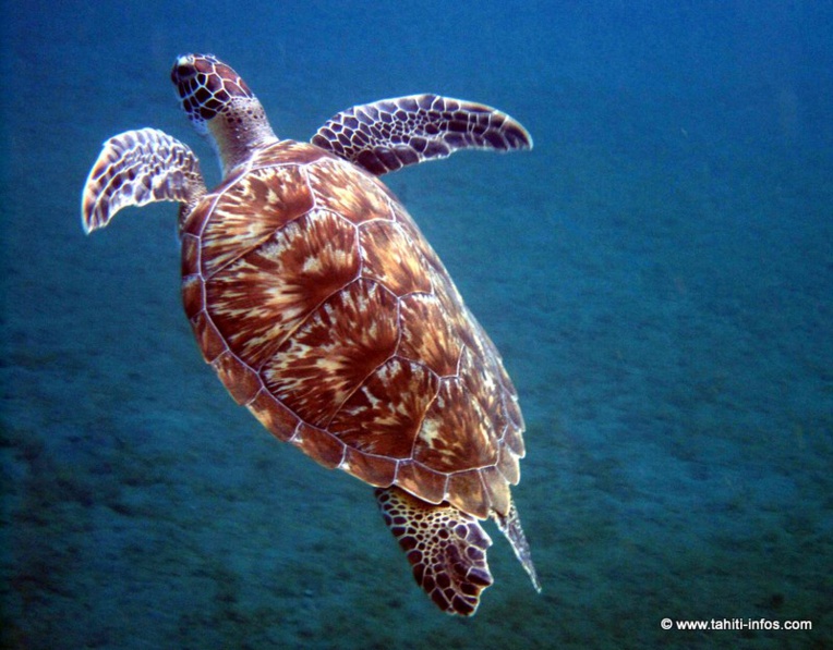 Les tortues du Pacifique de plus en plus malades