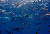 Thon tropical: les pêcheurs français font campagne pour des techniques de pêche plus durables Thon tropical: les pêcheurs français font campagne pour des techniques de pêche plus durables