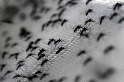 Chikungunya : 63 hospitalisations depuis le début de l'épidémie