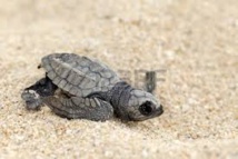 Honduras: 30.000 tortues marines gagnent la mer sous la protection d'écologistes Honduras: 30.000 tortues marines gagnent la mer sous la protection d'écologistes