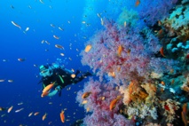 Protection des lagons : La Palme Ifrecor cherche des candidats en Polynésie Protection des lagons : La Palme Ifrecor cherche des candidats en Polynésie