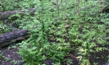 Du pakalolo détruit par les gendarmes à Hiva Oa et Ua Pou Du pakalolo détruit par les gendarmes à Hiva Oa et Ua Pou