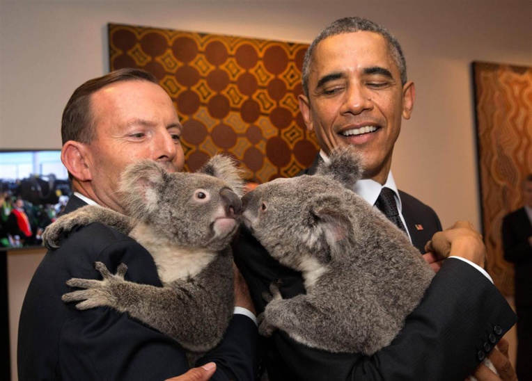 Au G20, l'Australie invente "la diplomatie du koala" Au G20, l'Australie invente "la diplomatie du koala"