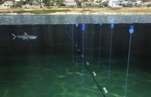 Un filet high-tech contre les requins sauvera-t-il les baigneurs du Cap ? Un filet high-tech contre les requins sauvera-t-il les baigneurs du Cap ?