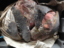 Les carcasses de tortues transitaient dans des glaciaires réfrigérées.