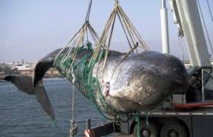 Baleines: le Japon promet des prises moindres pour recommencer à chasser dans l'Antarctique