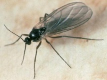 La mouche des terreaux