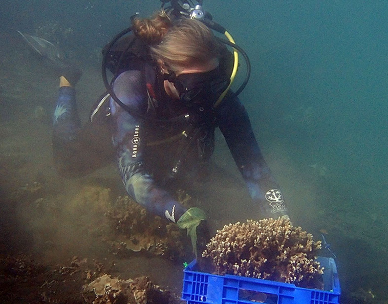 Les bacs dans lesquels sont transportés les coraux. Crédit photo : Créocean.