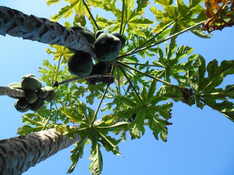Chikungunya à la presqu’île : les feuilles de papayers, un remède miracle ? Chikungunya à la presqu’île : les feuilles de papayers, un remède miracle ?