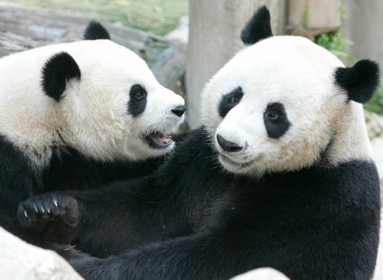 PORNCHAI KITTIWONGSAKUL / AFP PORNCHAI KITTIWONGSAKUL / AFP