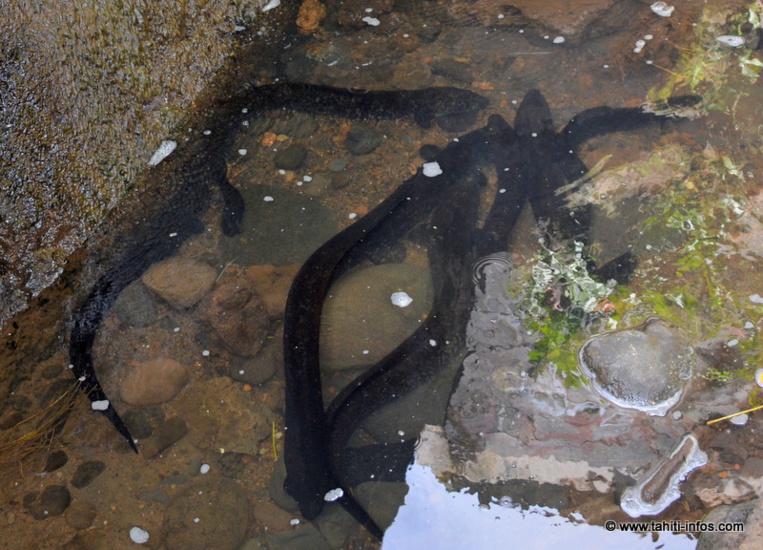 Ces anguilles sacrifiées aux mauvais aménagements des rivières Ces anguilles sacrifiées aux mauvais aménagements des rivières