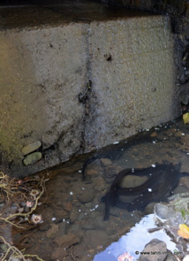 Difficile de remonter la rivière dans ces conditions, même pour des anguilles de 2 mètres de long