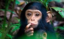 Les chimpanzés ne sont pas des personnes, tranche une cour new-yorkaise Les chimpanzés ne sont pas des personnes, tranche une cour new-yorkaise