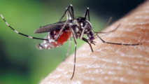 Après sept semaines d'épidémie de chikungunya en Polynésie française le bilan est de 26 748 cas estimés et de cinq morts.