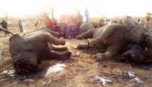 Le massacre des éléphants d'Afrique "hors de contrôle", extinction possible en une génération