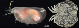 A gauche : exemple d'un ostracode actuel de l'ordre des Myodocopida, qui sont des ostracodes planctoniques. Celui-ci appartient au genre Spelaeoecia des Bermudes (oceanexplorer.noaa.gov) A droite : fossile d'ostracode de l'ordre des Myodocopida (genre Luprisca) datant d'environ 450 Millions d'années (Ordovicien; Siveter, David J., Tanaka, G., Farrell, C. Ú., Martin, M.J., Siveter, Derek J & Briggs, D.E.G. 2014. Exceptionally preserved 450 million-year-old Ordovician ostracods with brood care. CurrentBiology). Ce spécimen est exceptionnel par la préservation des parties internes et de ses oeufs.