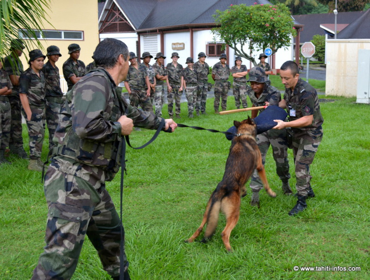 Un stage de troisème en compagnie de la brigade cynophile n'est pas forcément de tout repos !