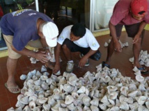 Faa'a: Pesée et vente de trocas ce vendredi 12 décembre