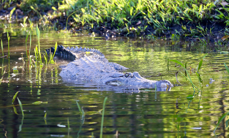 Handout / THE AUSTRALIAN REPTILE PARK / AFP