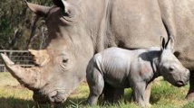 Naissance rarissime d'un rhinocéros blanc au zoo d'Amnéville Naissance rarissime d'un rhinocéros blanc au zoo d'Amnéville