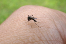 Les moustiques sont les vecteurs de la maladie aussi il reste recommandé de se protéger de leurs piqûres pour éviter la propagation du virus.