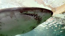 Un adolescent tué par un requin en Australie Un adolescent tué par un requin en Australie