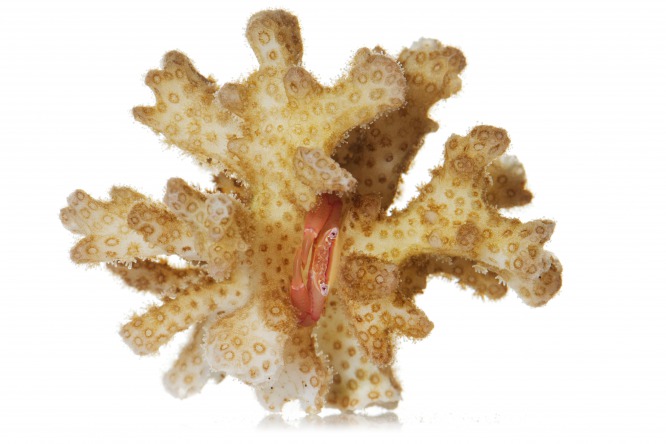 Photo : David Liittschwager. Plusieurs espèces de crabes vivent à l'intérieur d'un corail. Ils vivent en couple. Mais il ne peut pas y avoir deux couples de la même espèce.