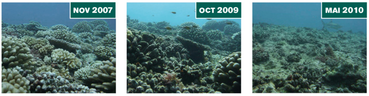 Ces trois photos montrent bien comment les taramea ont mangé tout le corail vivant entre 2006 et 2010.