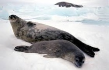 La grippe aviaire décime les phoques en Scandinavie La grippe aviaire décime les phoques en Scandinavie