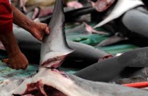 Indonésie: la difficile bataille de Xu pour lutter contre le commerce de requins Indonésie: la difficile bataille de Xu pour lutter contre le commerce de requins