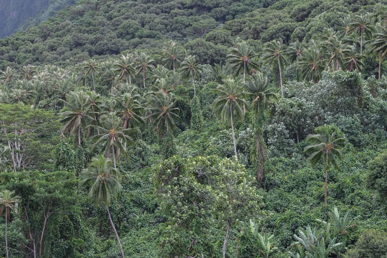 Les forêts polynésiennes où vivent des espèces endémiques, menacées par le réchauffement climatique. Crédit photo : Greg Boissy.