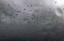 Les oiseaux ont un sixième sens qui leur permet de fuir avant les tempêtes Les oiseaux ont un sixième sens qui leur permet de fuir avant les tempêtes