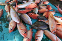 Le poissonnier travesti s'exhibe dans sa vitrine et est convoqué au tribunal Le poissonnier travesti s'exhibe dans sa vitrine et est convoqué au tribunal