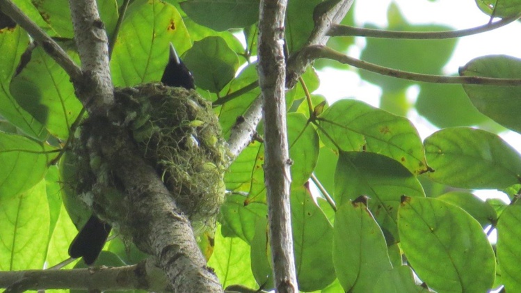 Le nid de Faifai (Photo A. Petit) Le nid de Faifai (Photo A. Petit)