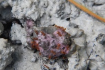 Des Petites fourmis de feu s’agglutinants sur les gouttelettes du traitement du bon Dr Cas Wanderhoule : l’espoir ? Des Petites fourmis de feu s’agglutinants sur les gouttelettes du traitement du bon Dr Cas Wanderhoule : l’espoir ?