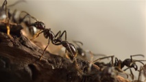 Des fourmis orientées à gauche