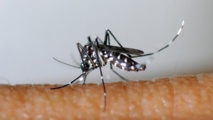 Chikungunya : plus de 50 000 cas confirmés Chikungunya : plus de 50 000 cas confirmés