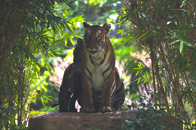 Crédit SUJIT JAISWAL / AFP Crédit SUJIT JAISWAL / AFP