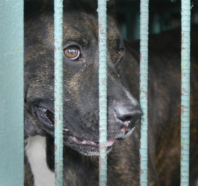 Un enfant de 3 ans mordu à la tête par un pitbull 