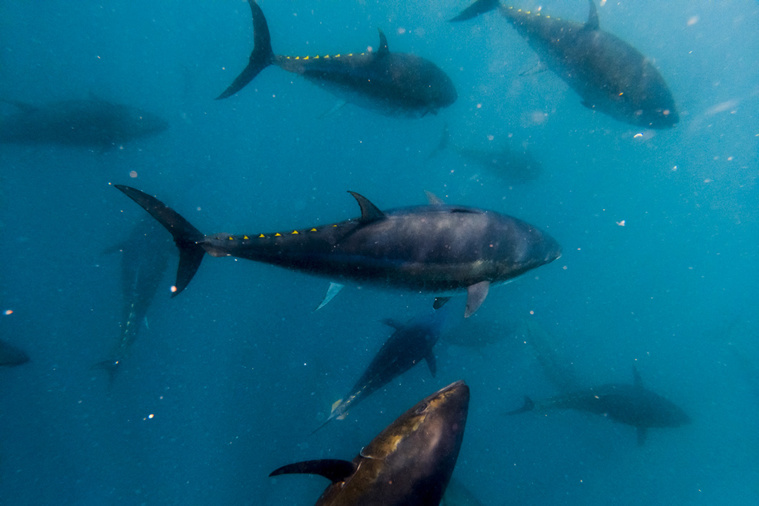 Crédit Pau BARRENA / AFP Crédit Pau BARRENA / AFP